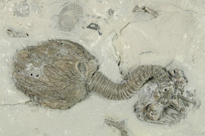 Silurian Cystoid and Crinoid Fossil Associaiton - New York #269942